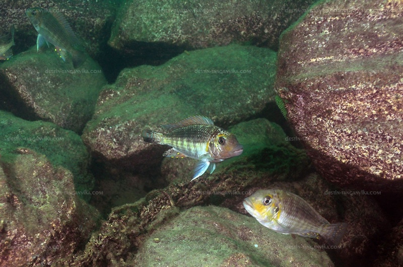 Interochromis loocki 'Kasanga'